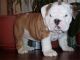 English Bulldog Puppies for sale in El Dorado, AR 71730, USA. price: NA