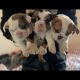 English Bulldog Puppies for sale in Tacoma, Washington. price: $3,500