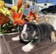 English Bulldog Puppies for sale in Durango, Colorado. price: $4,000