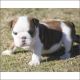 English Bulldog Puppies for sale in Oakland Park, FL, USA. price: NA