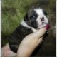 English Bulldog Puppies for sale in Oakland Park, FL, USA. price: NA