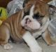English Bulldog Puppies for sale in Anahola, HI, USA. price: NA