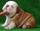 English Bulldog Puppies for sale in Bruceton Mills, WV 26525, USA. price: NA