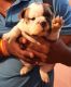English Bulldog Puppies for sale in Kolkata, West Bengal 700001, India. price: 95000 INR