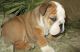 English Bulldog Puppies for sale in Airlie Beach QLD 4802, Australia. price: NA