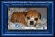 English Bulldog Puppies for sale in Saginaw, MI, USA. price: $1,800