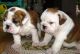 English Bulldog Puppies for sale in Berlin, CT, USA. price: NA