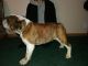 English Bulldog Puppies for sale in Gladwin, MI 48624, USA. price: $1,100
