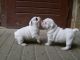 English Bulldog Puppies for sale in . price: NA