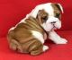 English Bulldog Puppies for sale in Peoria, IL, USA. price: NA