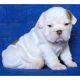 English Bulldog Puppies for sale in Cambridge, NE 69022, USA. price: NA