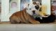 English Bulldog Puppies for sale in Afton, WY 83110, USA. price: NA