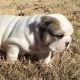 English Bulldog Puppies for sale in Acme, WA, USA. price: NA