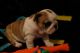 English Bulldog Puppies for sale in London, UK. price: 350 GBP