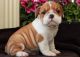 English Bulldog Puppies for sale in Rock Cave, WV 26234, USA. price: NA