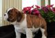 English Bulldog Puppies for sale in Ottawa, WV 25149, USA. price: NA
