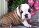 English Bulldog Puppies for sale in Nespelem, WA 99155, USA. price: NA