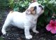 English Bulldog Puppies for sale in Otis Orchards, Otis Orchards-East Farms, WA, USA. price: NA
