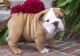 English Bulldog Puppies for sale in Vernon, VT, USA. price: $500
