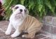 English Bulldog Puppies for sale in Valley View, TX, USA. price: $500