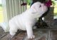 English Bulldog Puppies for sale in Adamsville, TN 38310, USA. price: NA