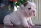English Bulldog Puppies for sale in Agency Village, SD 57262, USA. price: NA