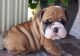 English Bulldog Puppies for sale in Rutland, SD 57057, USA. price: $500