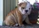 English Bulldog Puppies for sale in Whitmire, SC 29178, USA. price: $500