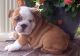 English Bulldog Puppies for sale in United States Postal Service, 100 PR-3, San Juan, San Juan 00924, Puerto Rico. price: NA