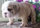 English Bulldog Puppies for sale in Upland, PA, USA. price: NA