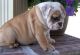 English Bulldog Puppies for sale in Seneca, OR 97873, USA. price: NA