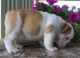 English Bulldog Puppies for sale in Regent, ND 58650, USA. price: NA