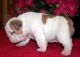 English Bulldog Puppies for sale in High Point, NC, USA. price: NA