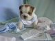 English Bulldog Puppies for sale in Parishville, NY, USA. price: $300
