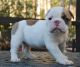 English Bulldog Puppies for sale in Winchester, KS 66097, USA. price: NA