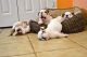 English Bulldog Puppies for sale in Delaware City, DE, USA. price: NA