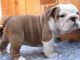 English Bulldog Puppies for sale in Lake Nacimiento, California, USA. price: NA