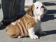 English Bulldog Puppies for sale in Allenstown, NH, USA. price: NA