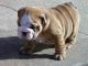 English Bulldog Puppies for sale in Abbeville, LA 70510, USA. price: $250