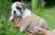 English Bulldog Puppies for sale in Clarksville, TN, USA. price: $300