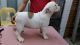 English Bulldog Puppies for sale in Galena, AK 99741, USA. price: NA