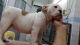 English Bulldog Puppies for sale in Anchor Point, AK, USA. price: NA