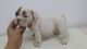 English Bulldog Puppies for sale in Adak, AK, USA. price: NA