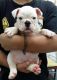 English Bulldog Puppies for sale in Akiachak, AK, USA. price: NA