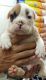 English Bulldog Puppies for sale in Arctic Village, AK, USA. price: NA