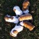 English Bulldog Puppies for sale in Overland Park, KS, USA. price: $500
