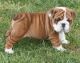 English Bulldog Puppies for sale in Anniston, AL, USA. price: NA