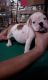 English Bulldog Puppies for sale in Davenport, IA, USA. price: NA