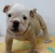 English Bulldog Puppies for sale in Eugene, OR, USA. price: NA