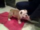 English Bulldog Puppies for sale in Chihuahua, Chihuahua, Mexico. price: NA